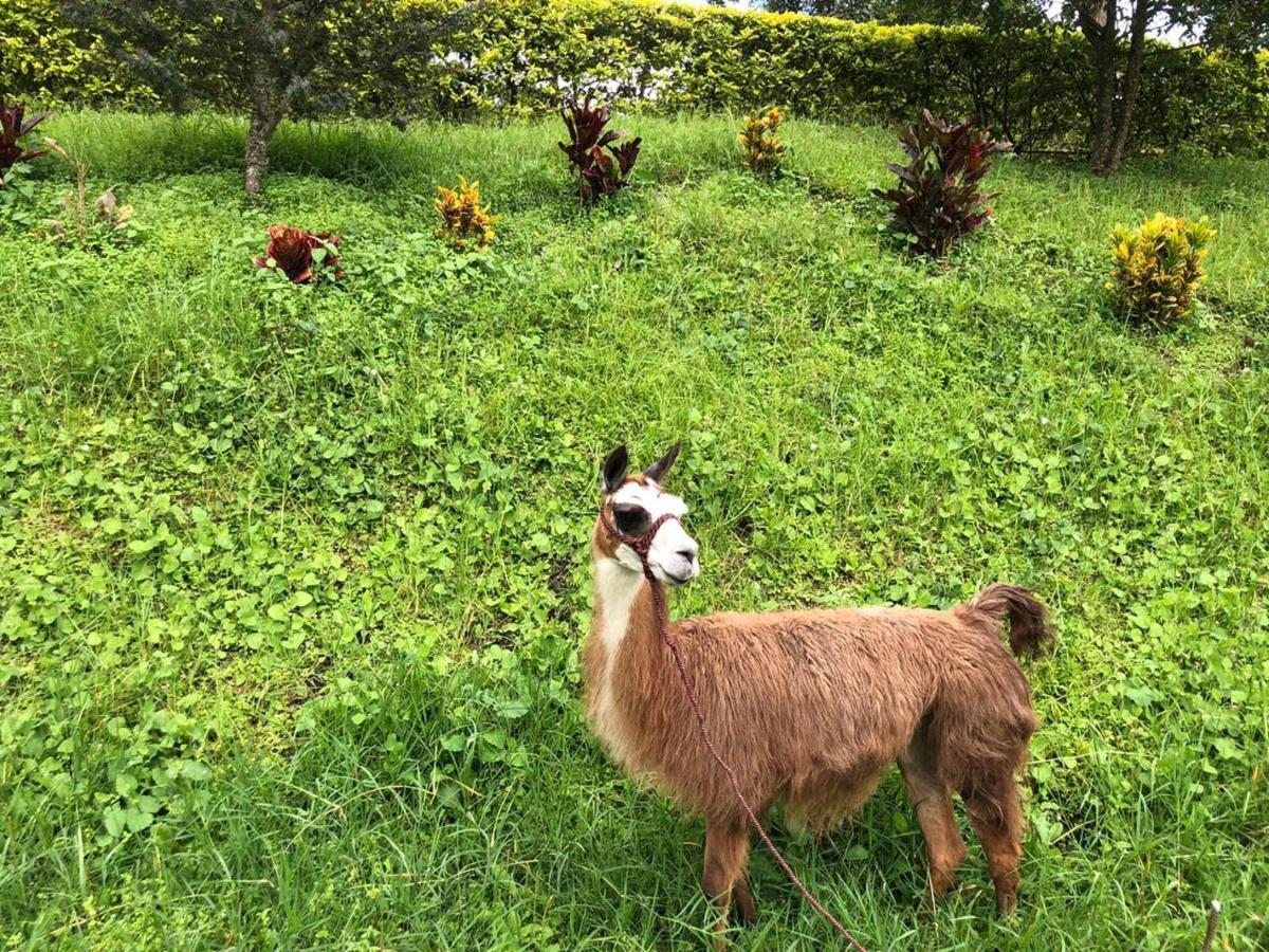 Rancho Ecoturistico El Faro Otel La Mesa  Dış mekan fotoğraf