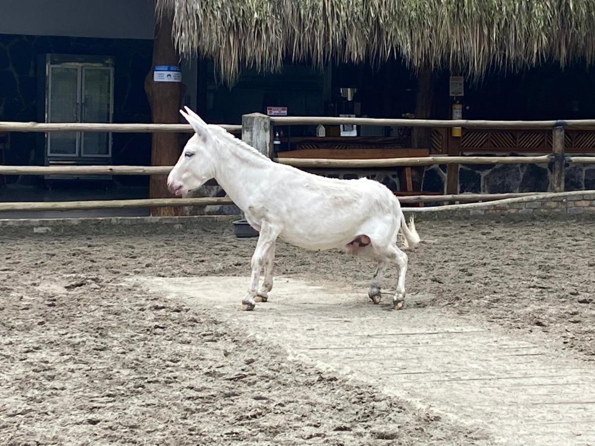 Rancho Ecoturistico El Faro Otel La Mesa  Dış mekan fotoğraf